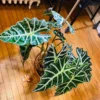 Alocasia Live Plant - Rare Indoor Houseplant, 16 Inches Tall, Green Foliage