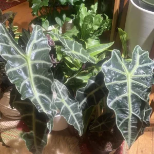Alocasia Live Plant - Rare Indoor Houseplant, 16 Inches Tall, Green Foliage