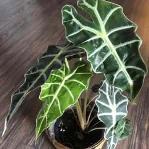 Alocasia Live Plant - Rare Indoor Houseplant, 16 Inches Tall, Green Foliage