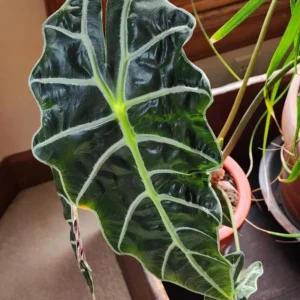 Alocasia Live Plant - Rare Indoor Houseplant, 16 Inches Tall, Green Foliage