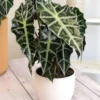 Alocasia Plant - 2ft Live Tropical Foliage Houseplant - No Pot
