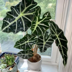Alocasia Plant - 2ft Live Tropical Foliage Houseplant - No Pot