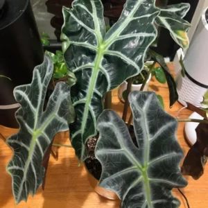 Alocasia Plant - 2ft Live Tropical Foliage Houseplant - No Pot