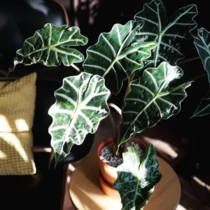 Alocasia Plant - 2ft Live Tropical Foliage Houseplant - No Pot