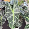 Alocasia Plant - Live Indoor Foliage Plant, 1 Feet Height, Green