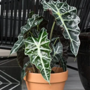 Alocasia Plant - Live Indoor Foliage Plant, 1 Feet Height, Green