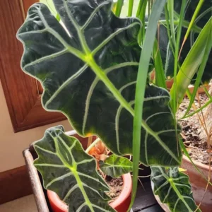 Alocasia Plant - Live Indoor Foliage Plant, 1 Feet Height, Green