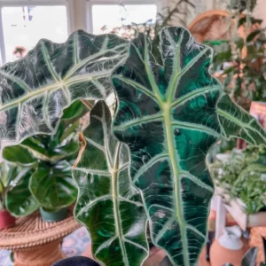 Alocasia Plant - Live Indoor Foliage Plant, 1 Feet Height, Green
