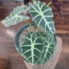 Alocasia Plant - Rooted Houseplant - 1-2 Ft Green Foliage - Indoor Planting