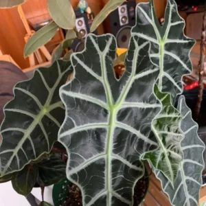 Alocasia Plant - Rooted Houseplant - 1-2 Ft Green Foliage - Indoor Planting