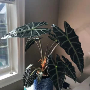 Alocasia Plant - Rooted Houseplant - 1-2 Ft Green Foliage - Indoor Planting