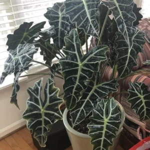 Alocasia Plant - Rooted Houseplant - 1-2 Ft Green Foliage - Indoor Planting