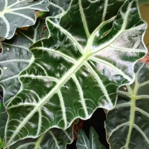 Alocasia Plant - Rooted Houseplant - 1-2 Ft Green Foliage - Indoor Planting