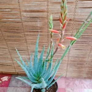 Aloe Blue Elf Flowering Live Plant - Succulent Aloe Vera - 10 to 15