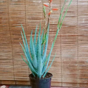Aloe Blue Elf Flowering Live Plant - Succulent Aloe Vera - 10 to 15