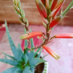 Aloe Blue Elf Flowering Live Plant - Succulent Aloe Vera - 10 to 15