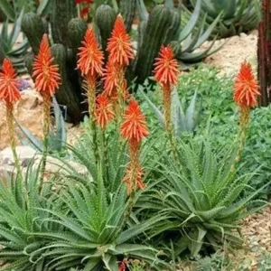 Aloe Blue Elf Flowering Live Plant - Succulent Aloe Vera - 10 to 15