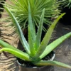 Aloe Vera Aloe Barbadensis Plant - Large 5-6 Inch Size - 2 Inch Pot - Easy Grow