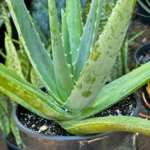 Aloe Vera Aloe Barbadensis Plant - Large 5-6 Inch Size - 2 Inch Pot - Easy Grow