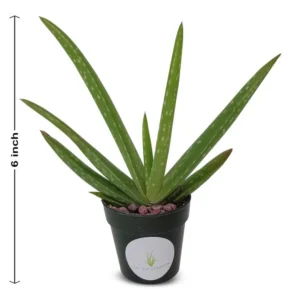 Aloe Vera Aloe Barbadensis Plant - Large 5-6 Inch Size - 2 Inch Pot - Easy Grow