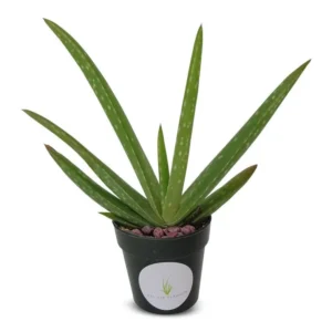 Aloe Vera Aloe Barbadensis Plant - Large 5-6 Inch Size - 2 Inch Pot - Easy Grow