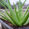 Aloe Vera Plant 2.5 inch Pot - Medicine Plant - Natural Burn Relief