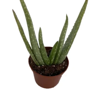 Aloe Vera Plant 2.5 inch Pot - Medicine Plant - Natural Burn Relief
