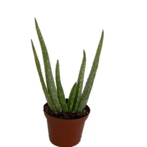 Aloe Vera Plant 2.5 inch Pot - Medicine Plant - Natural Burn Relief