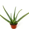 Aloe Vera Plant - Live Succulent Aloe Barbadensis Large 8-12 inch Size
