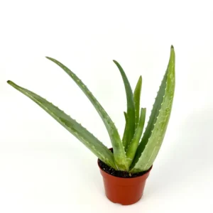 Aloe Vera Plant - Live Succulent Aloe Barbadensis Large 8-12 inch Size