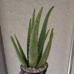 Aloe Vera Plant - Live Succulent Aloe Barbadensis Large 8-12 inch Size