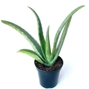 Aloe Vera Plant - Live Succulent Aloe Barbadensis Large 8-12 inch Size