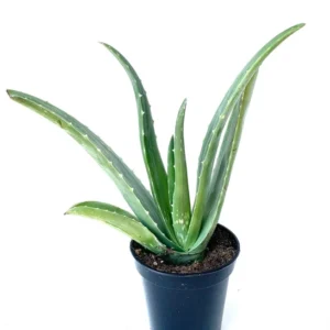 Aloe Vera Plant - Live Succulent Aloe Barbadensis Large 8-12 inch Size