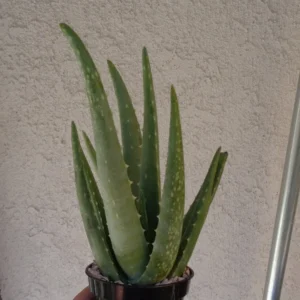 Aloe Vera Plant - Live Succulent Aloe Barbadensis Large 8-12 inch Size