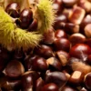 American Chestnut Tree Seeds - 20 Dunstan Hybrid Blight Resistant Fresh Raw