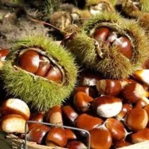 American Chestnut Tree Seeds - 20 Dunstan Hybrid Blight Resistant Fresh Raw
