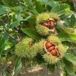 American Chestnut Tree Seeds - 20 Dunstan Hybrid Blight Resistant Fresh Raw
