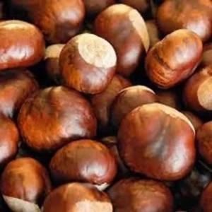 American Chestnut Tree Seeds - 20 Dunstan Hybrid Blight Resistant Fresh Raw