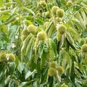 American Chestnut Tree Seeds - 20 Dunstan Hybrid Blight Resistant Fresh Raw