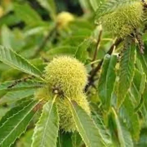 American Chestnut Tree Seeds - 20 Dunstan Hybrid Blight Resistant Fresh Raw