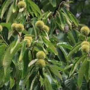 American Chestnut Tree Seeds - 20 Dunstan Hybrid Blight Resistant Fresh Raw