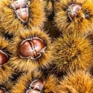 American Chestnut Tree Seeds - 20 Dunstan Hybrid Blight Resistant Fresh Raw