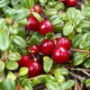 American Cranberry Bush Groundcover - 3.25 inch Pot - Delicious Fruit Plant