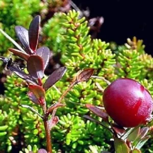 American Cranberry Bush Groundcover - 3.25 inch Pot - Delicious Fruit Plant