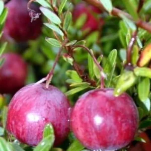 American Cranberry Bush Groundcover - 3.25 inch Pot - Delicious Fruit Plant