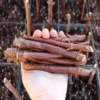 American Elderberry Cuttings Organic Sambucus Nigra Live Unrooted Fruiting Shrub - 10 Count