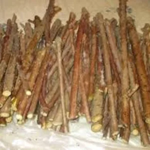 American Elderberry Cuttings Organic Sambucus Nigra Live Unrooted Fruiting Shrub - 10 Count