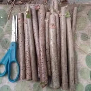 American Elderberry Cuttings Organic Sambucus Nigra Live Unrooted Fruiting Shrub - 10 Count