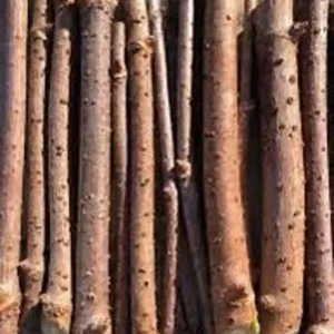 American Elderberry Cuttings - Organic Sambucus Nigra Live Unrooted Fruiting Shrub for Large Berry Harvest