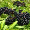 American Elderberry Plant - 3 Organic Black Elderberry Bushes - Fully Rooted
